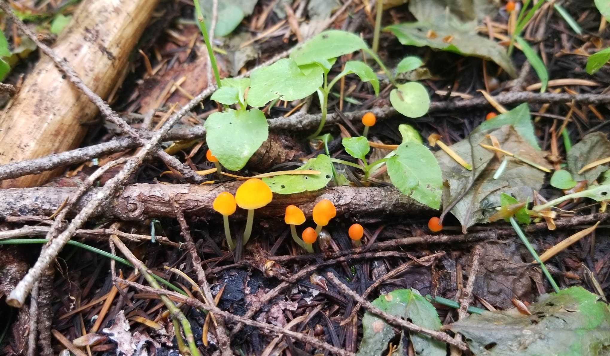 Observation Berryfield Campground