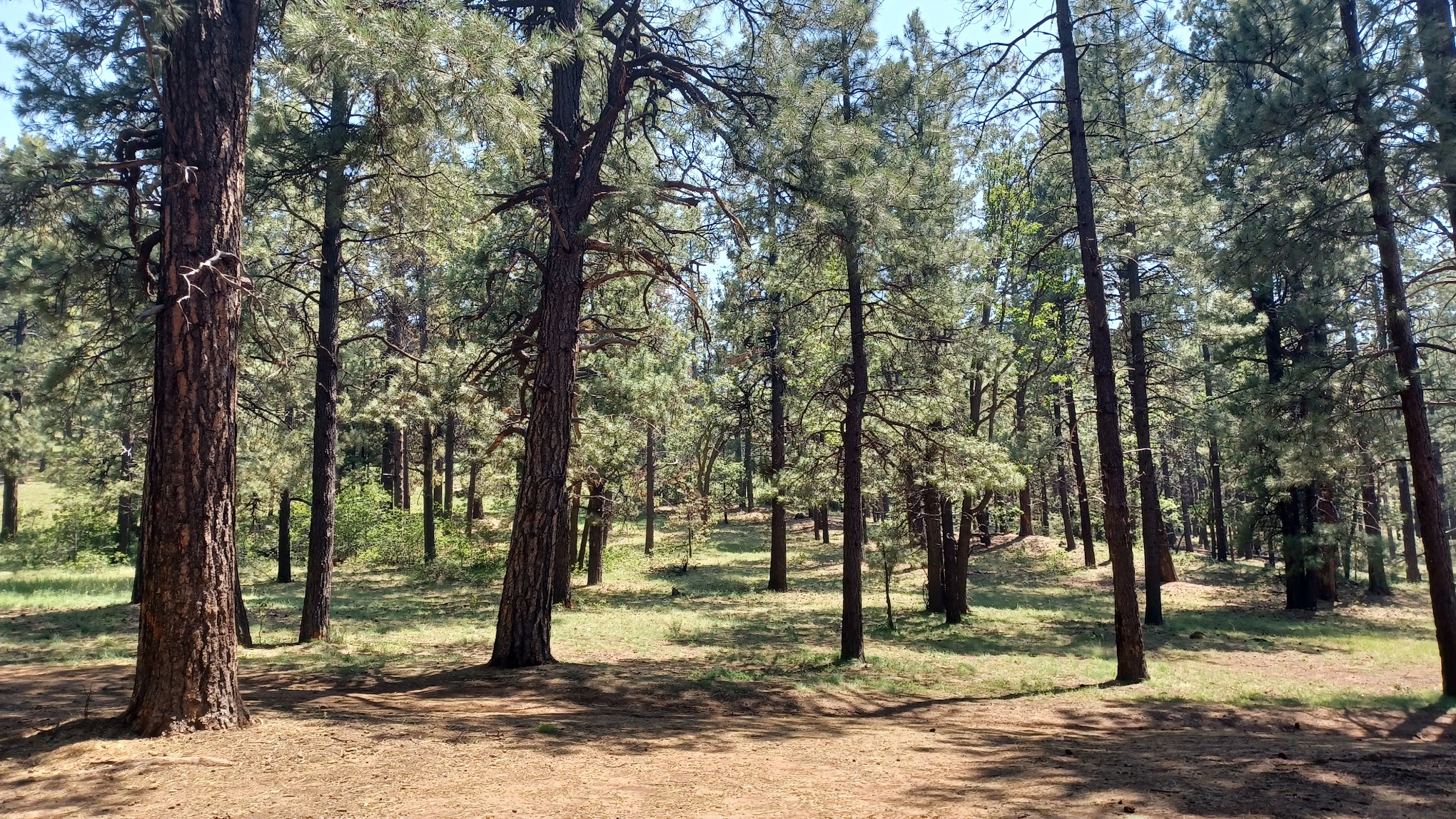 Bill Williams Campground
