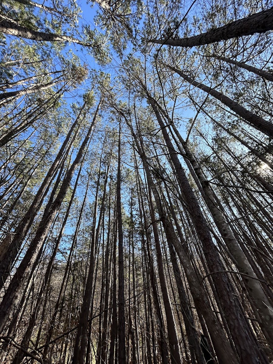 Feather's Hideaway LLC