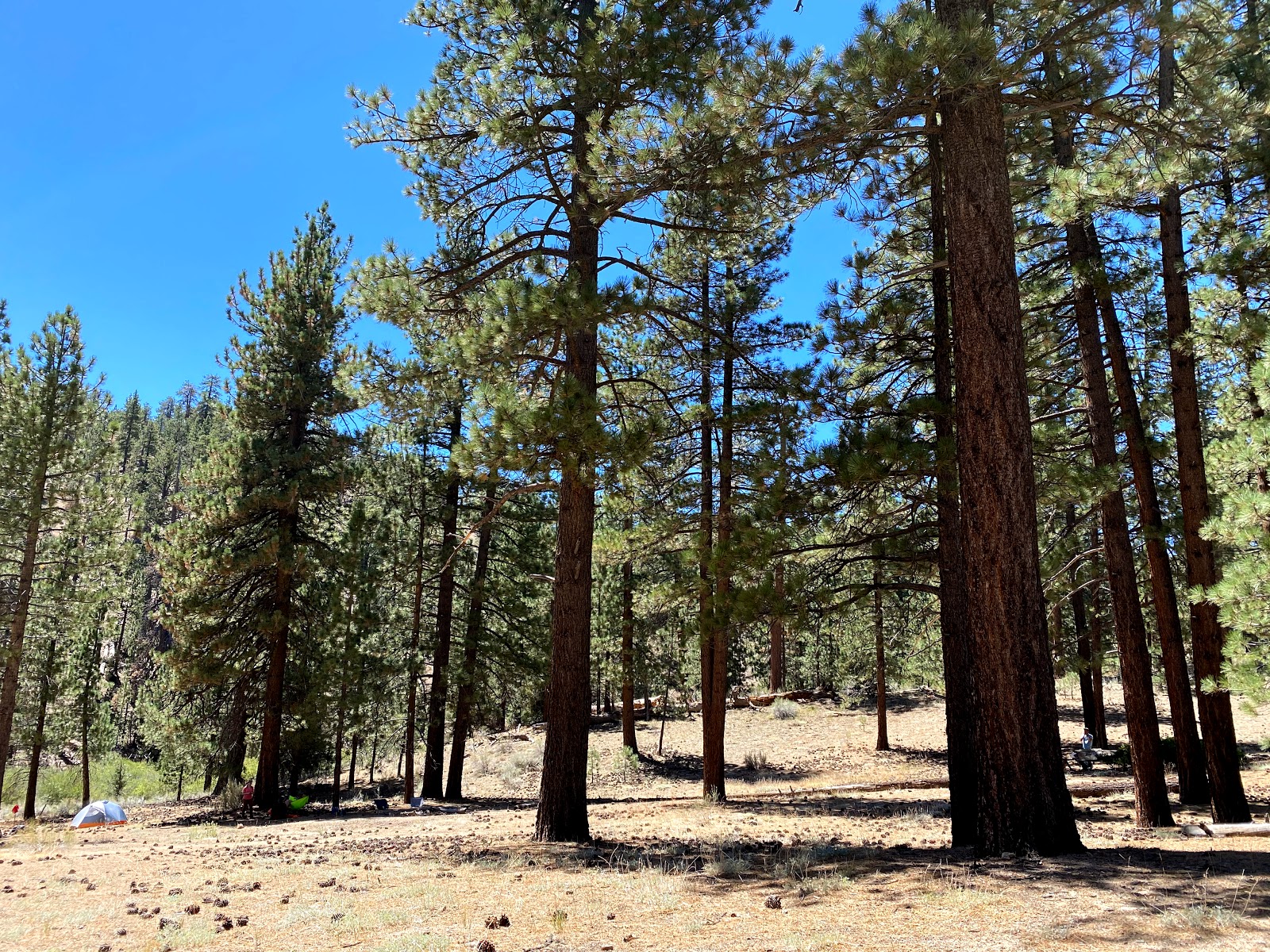 Lily Meadows Campground
