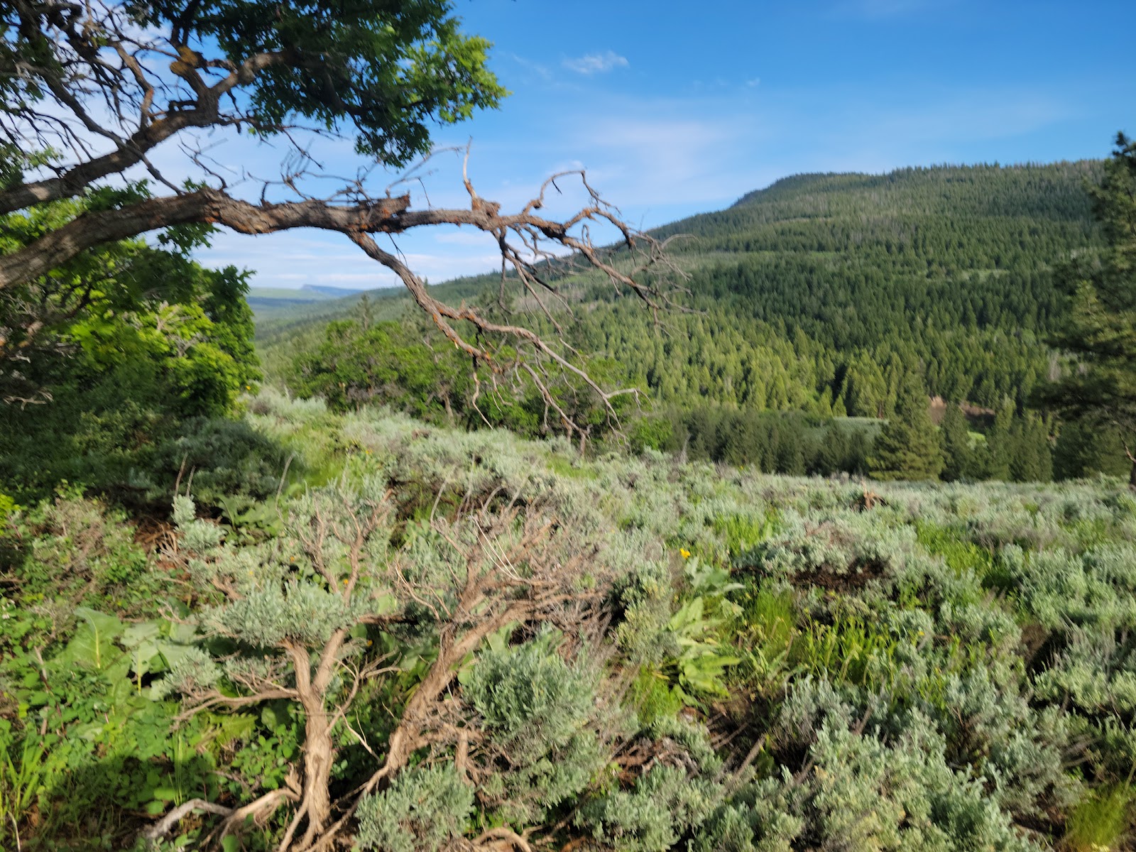 Ponderosa Group Campground
