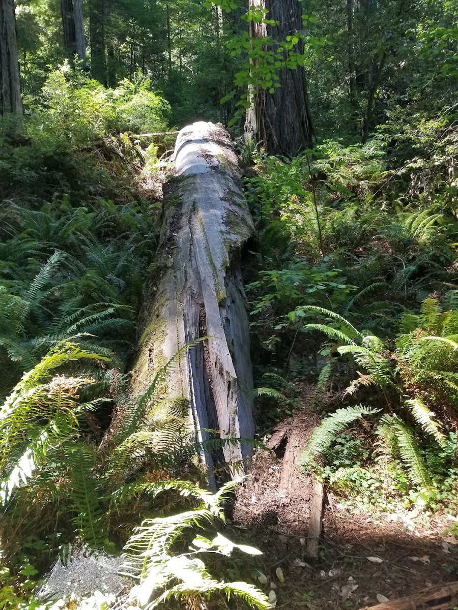 Grizzly Creek Redwoods Campground
