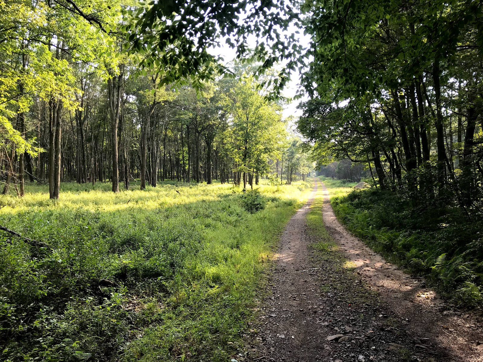 Weiser State Forest Greenland Tract
