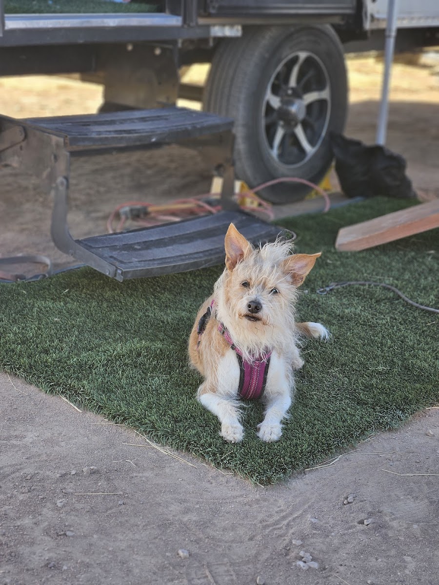 Empire Ranch Airstrip Group Camp Site