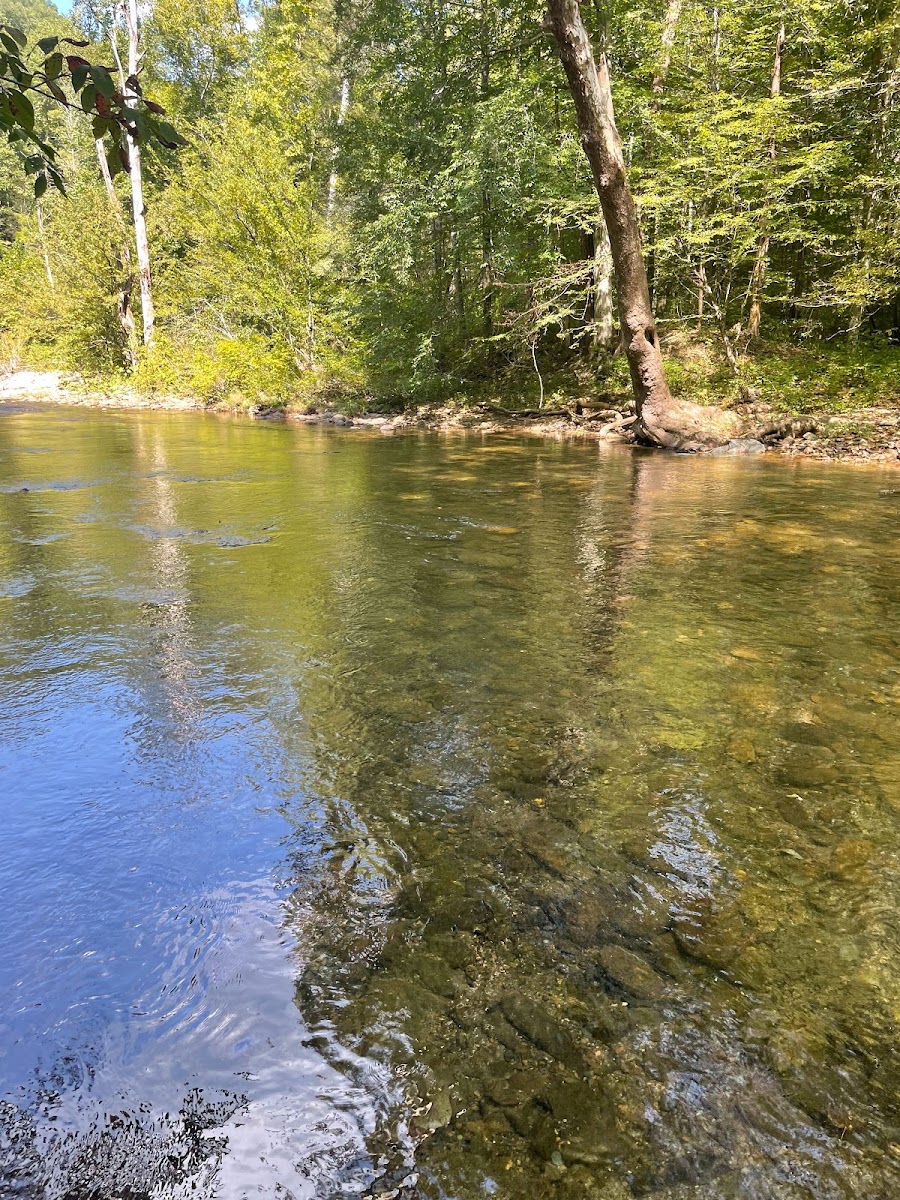 Citico Creek Campsite 9