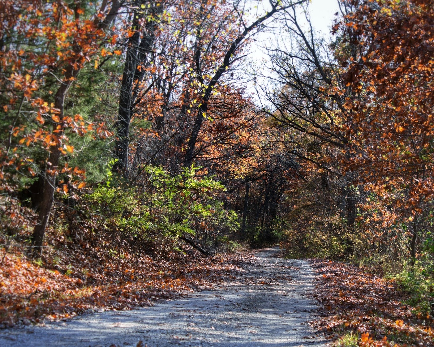 Woodson Cove Campground