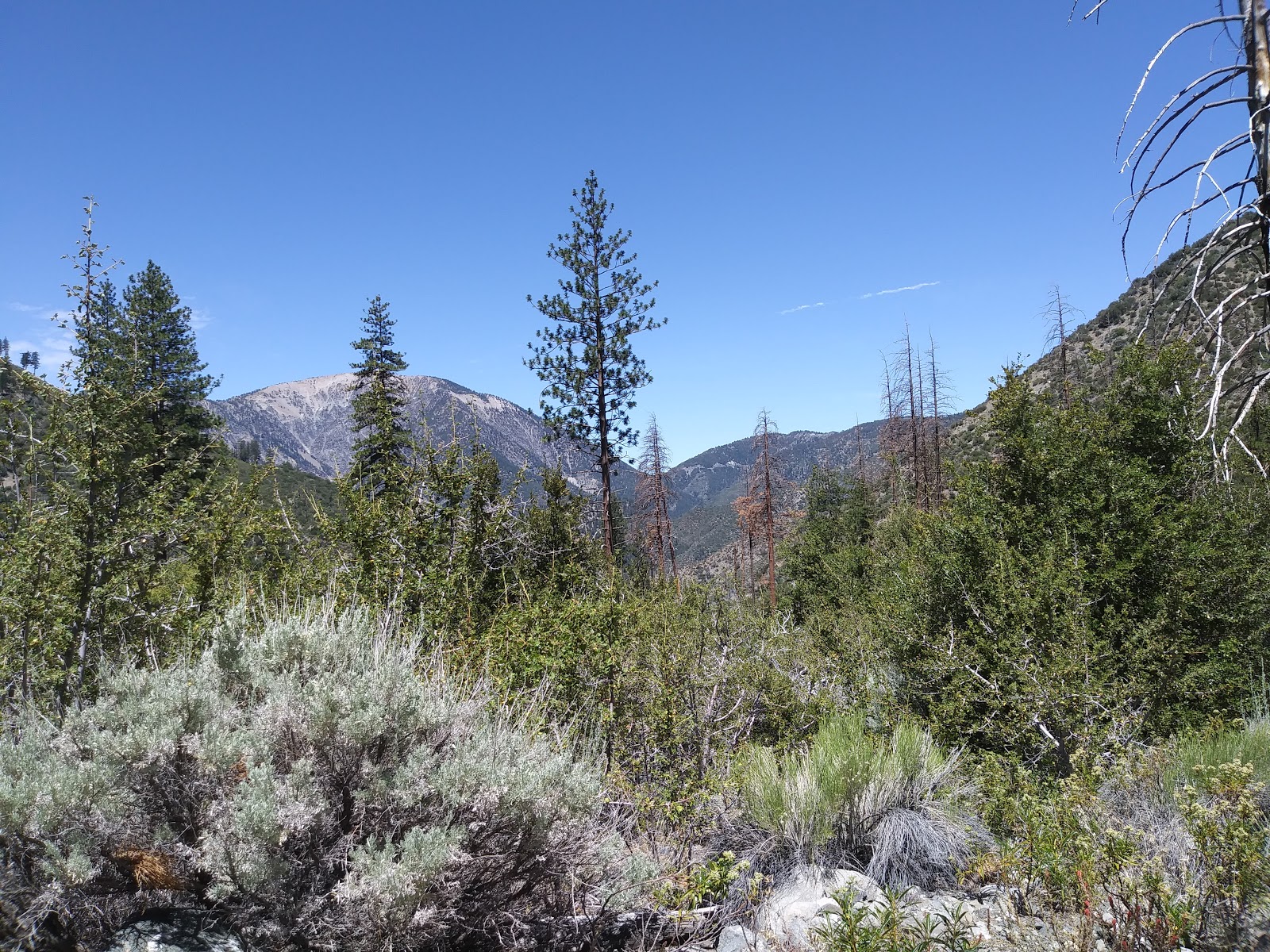 Cabin Flat Trail Camp