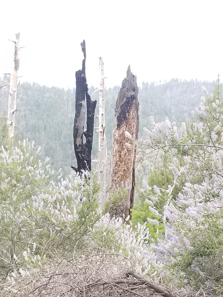 Stonyford Recreation Area