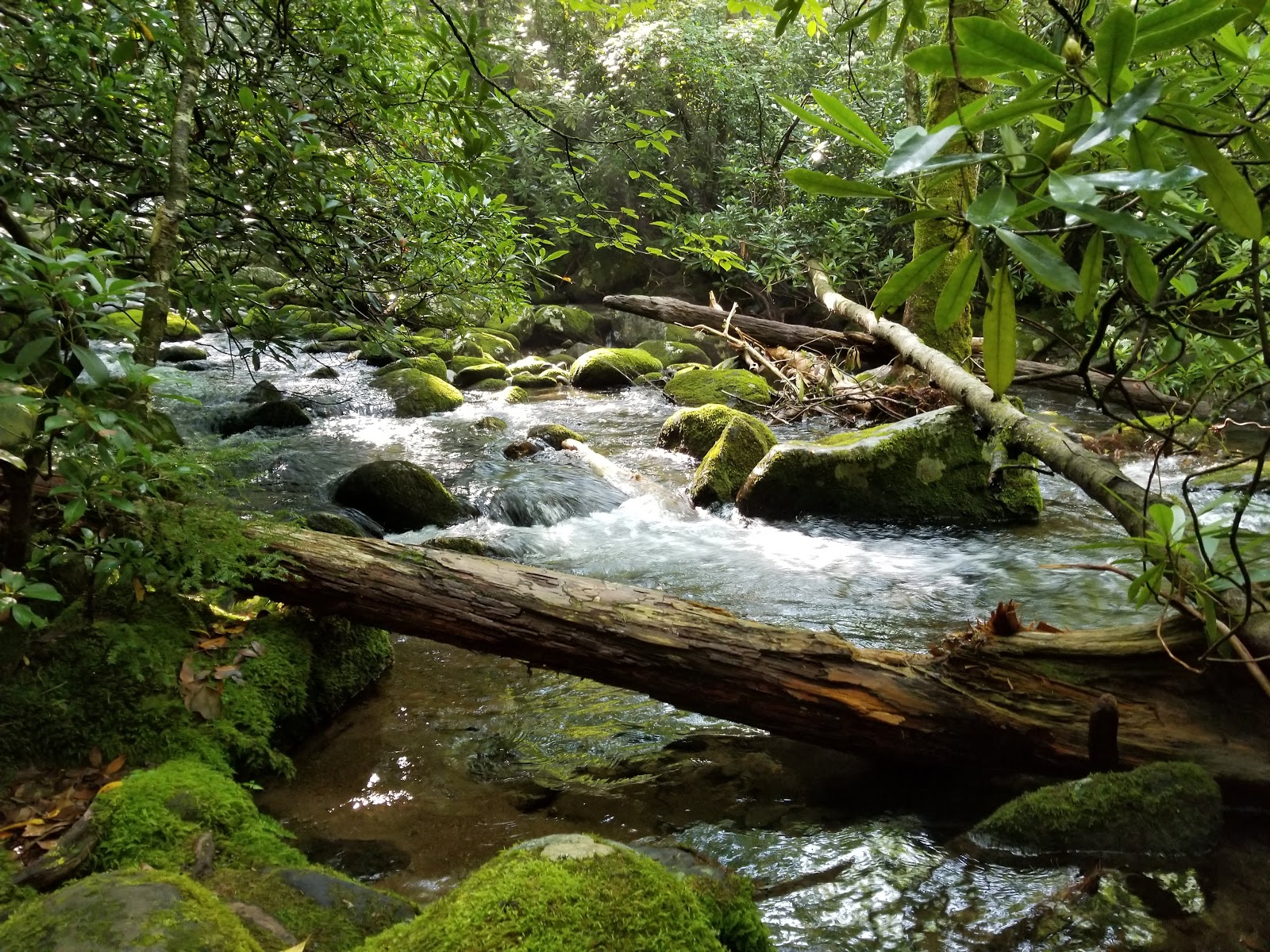 Backcountry Campsite #69