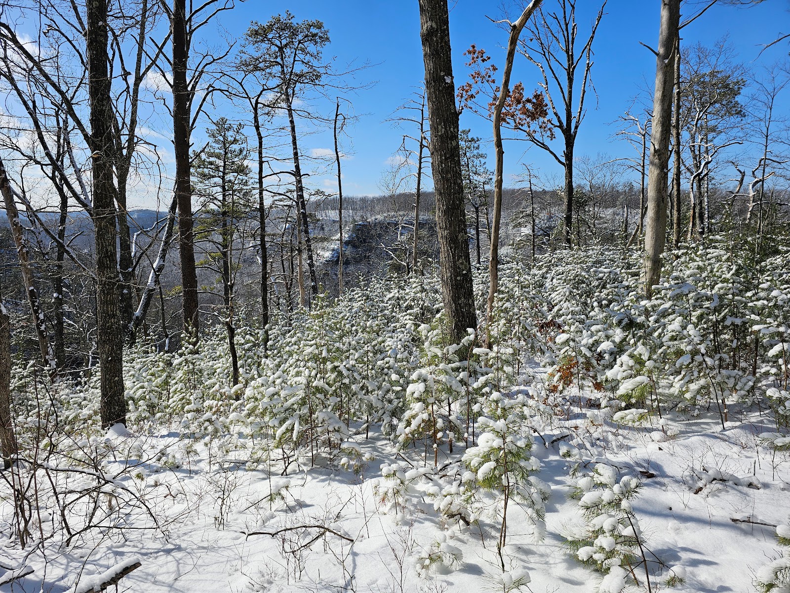 Woodland Parking Lot
