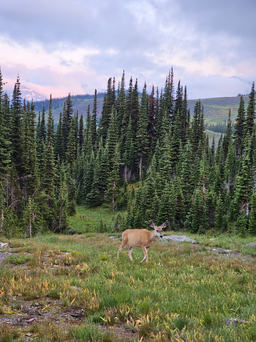 Fifty Mountain Campground