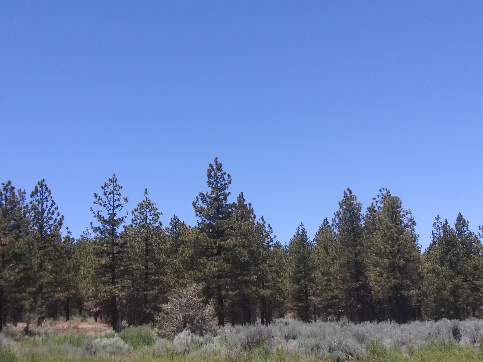 Homenetmen Camp Tecuya