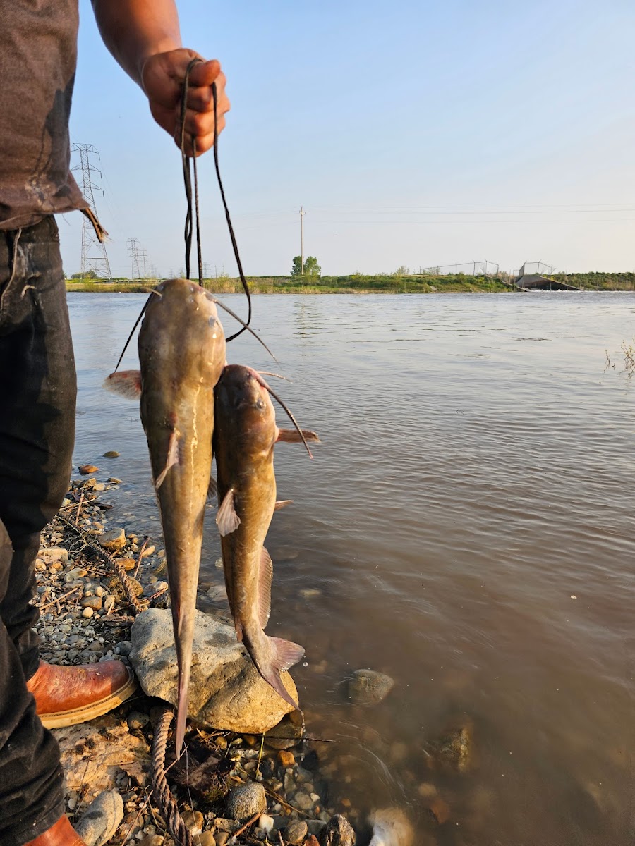 Willard Bay South Marina Campground