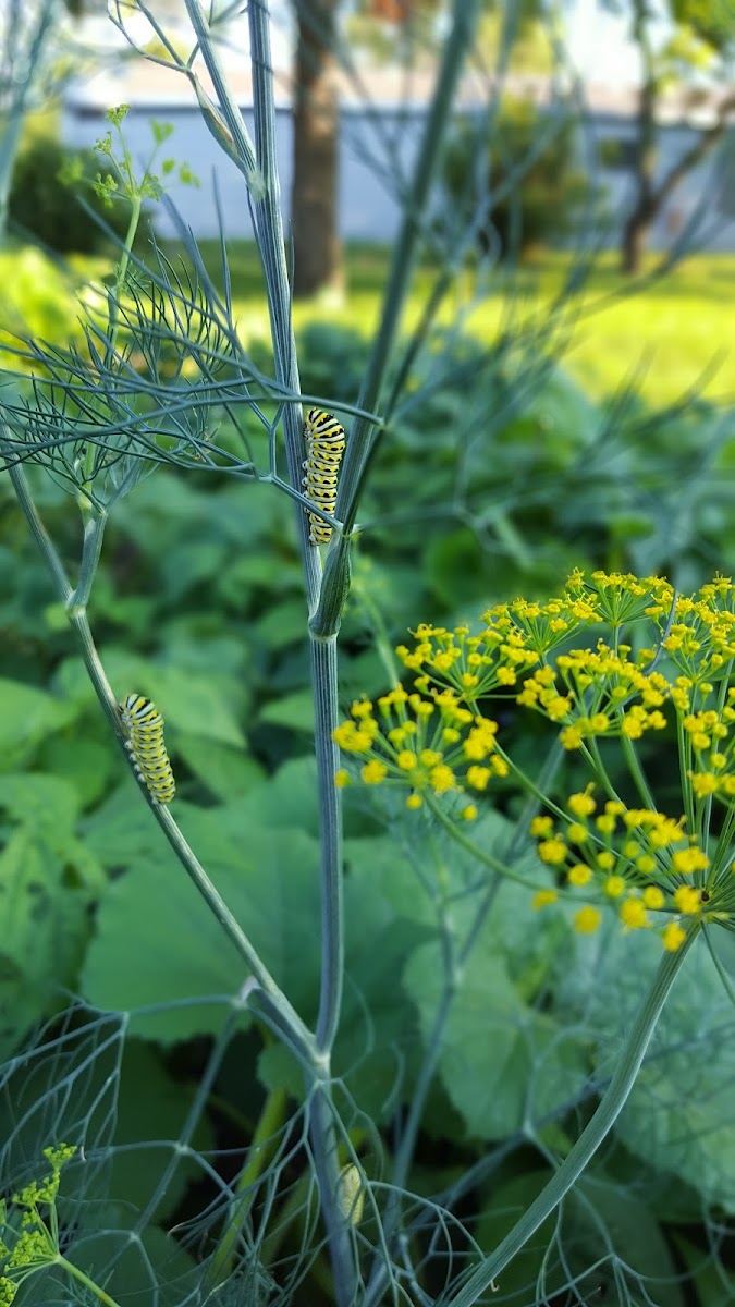 Walleye Island Campground
