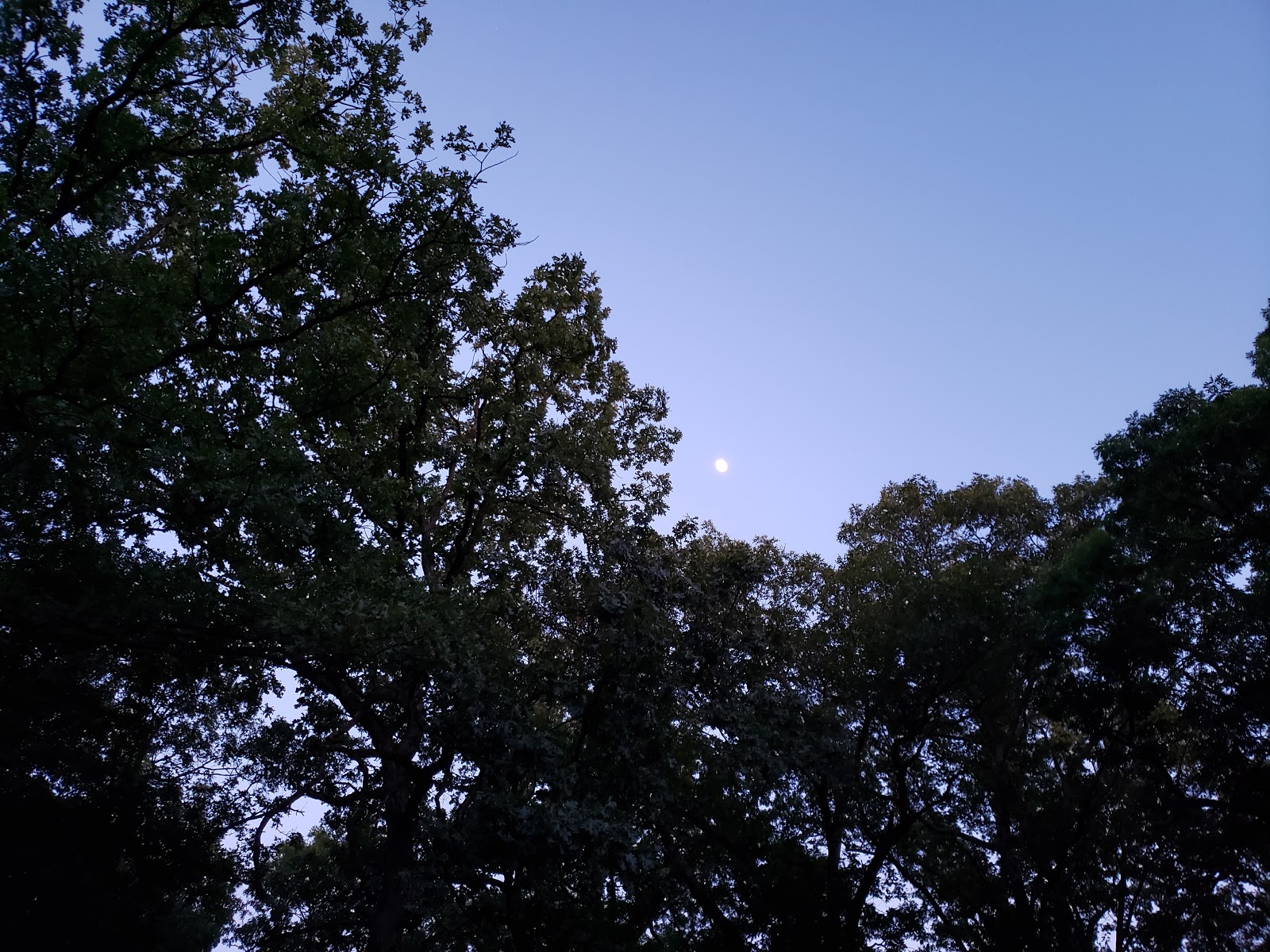 Piercing Arrow Council Ring