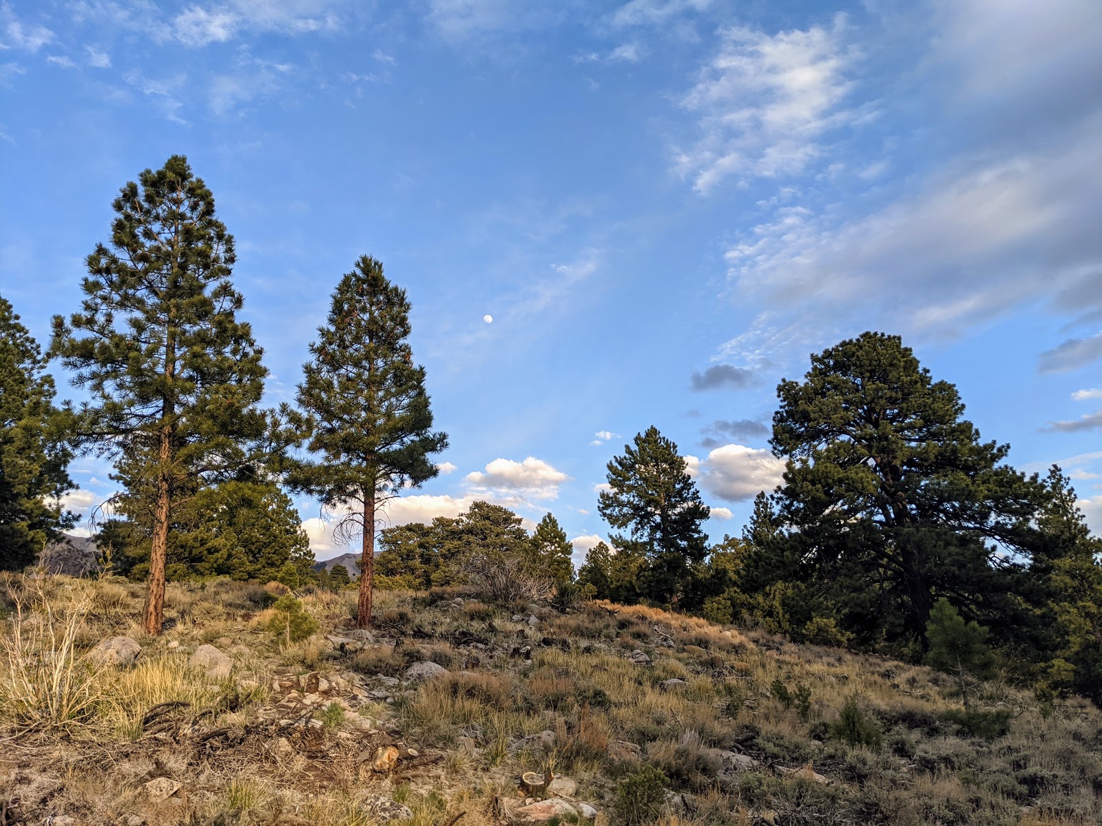 McMillan Springs Campground