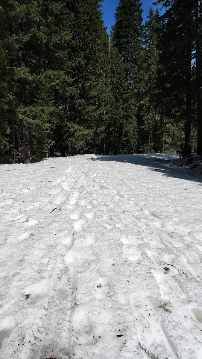 Box Canyon Horse Camp