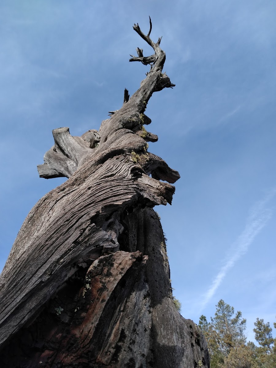 Christopher Creek Campground