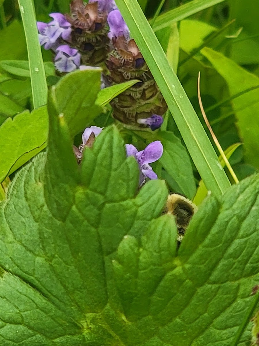Penn Highlands Campground