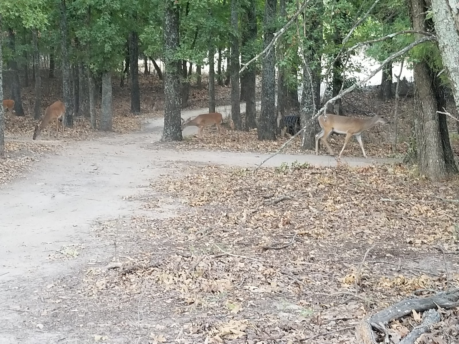 Shoreline RV Park & Marina