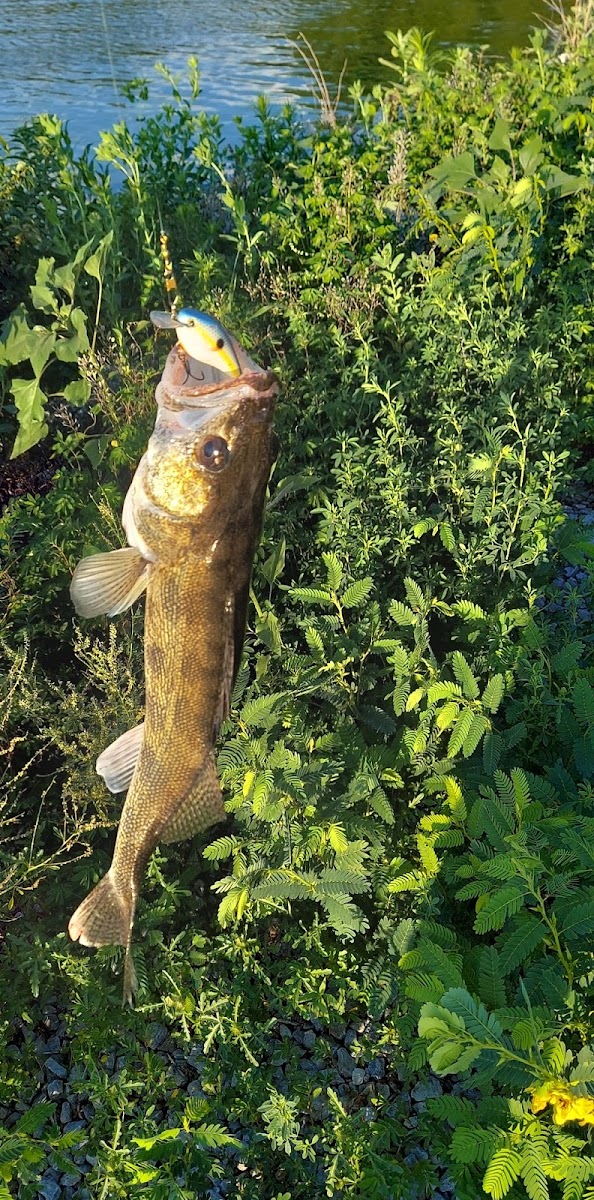 Olive Creek Dam-Site 2 Park