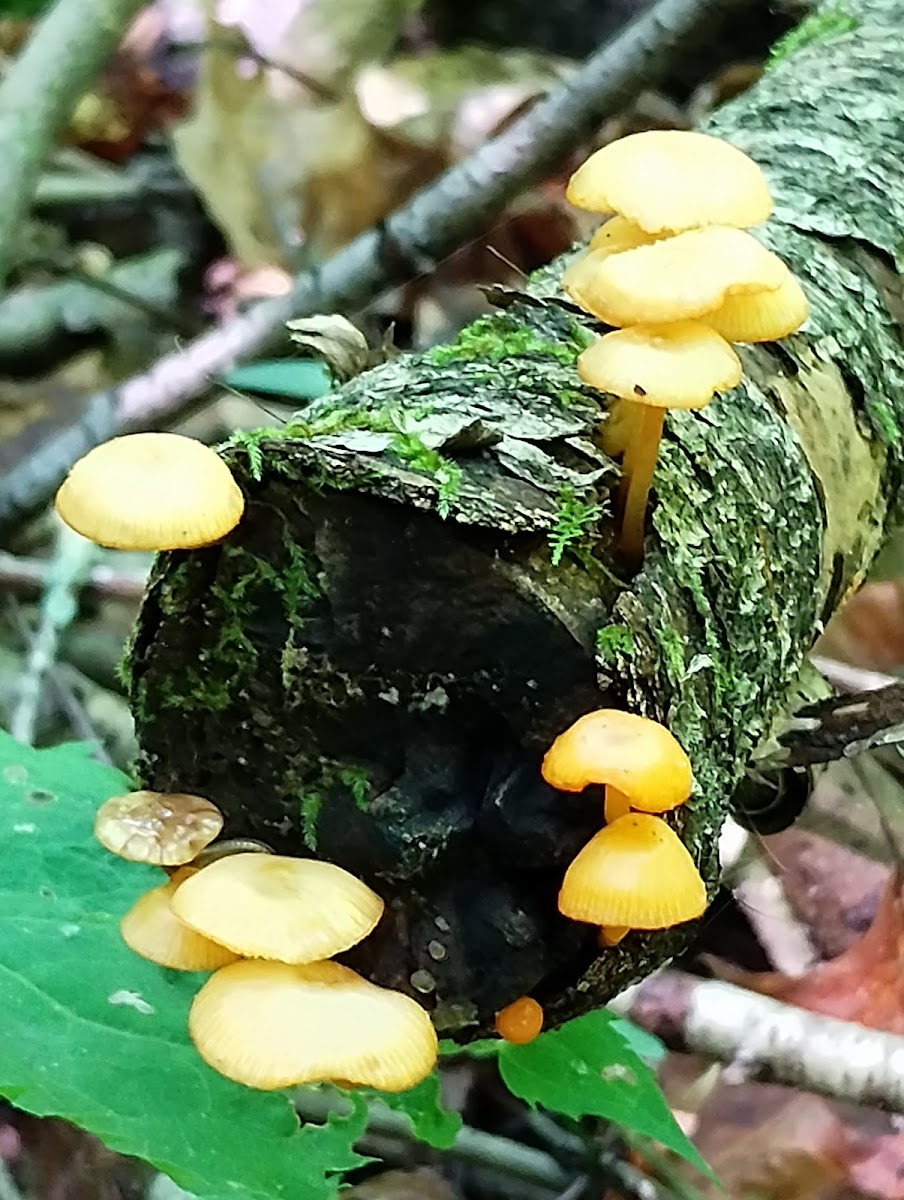 Kanawha State Forest Group Campsite