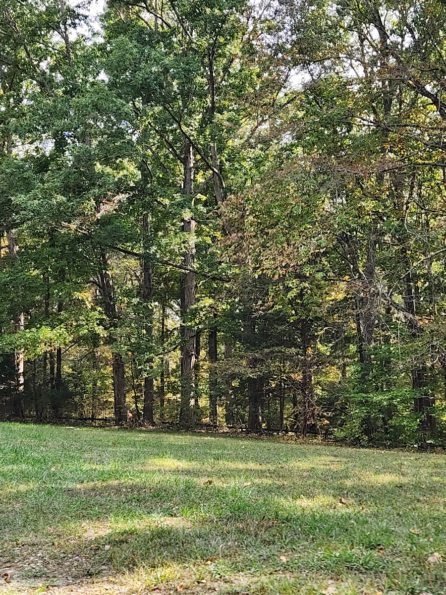 Montgomery Bell State Park Group Camp 2