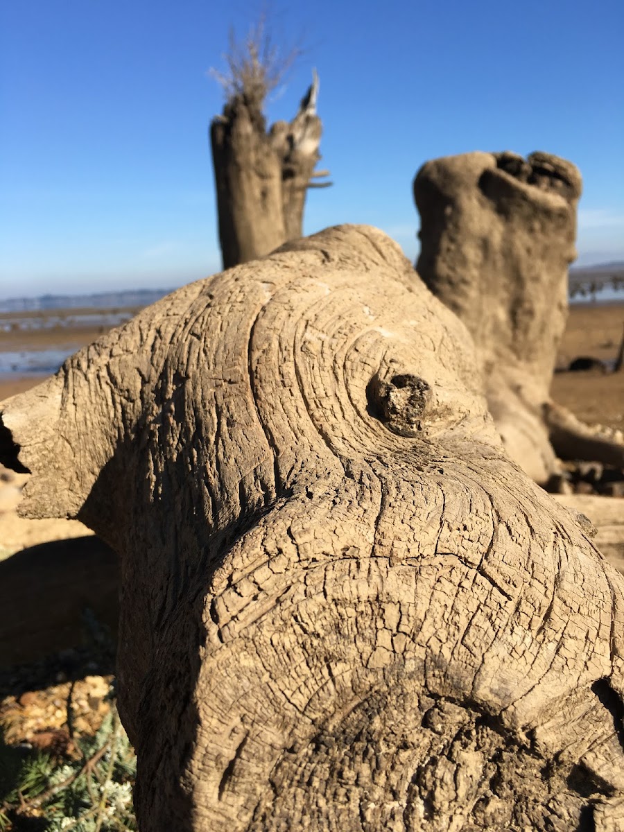 Fern Ridge Shores RV Park